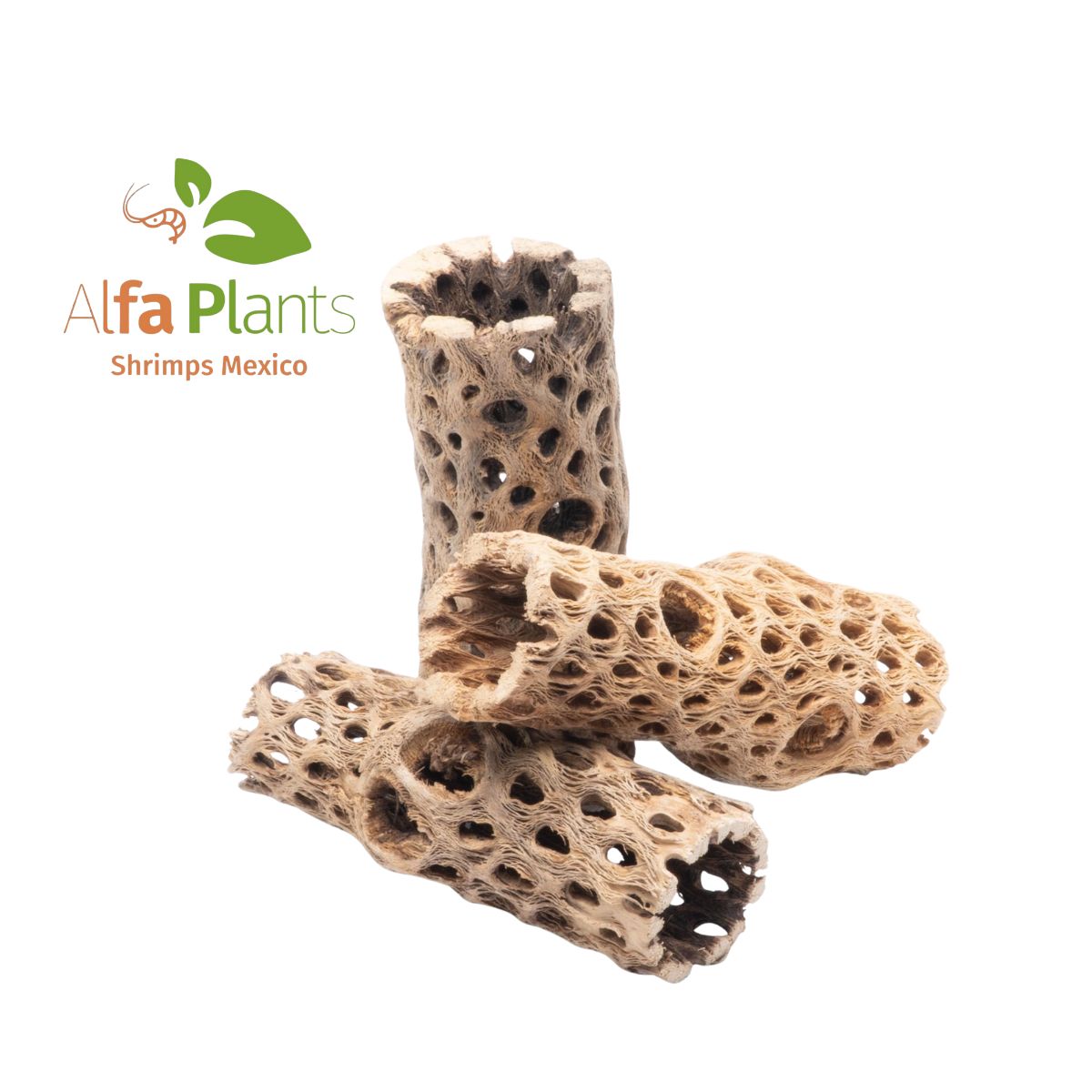 Cholla Wood
