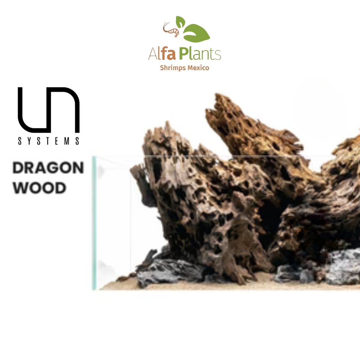 Dragon Driftwood
