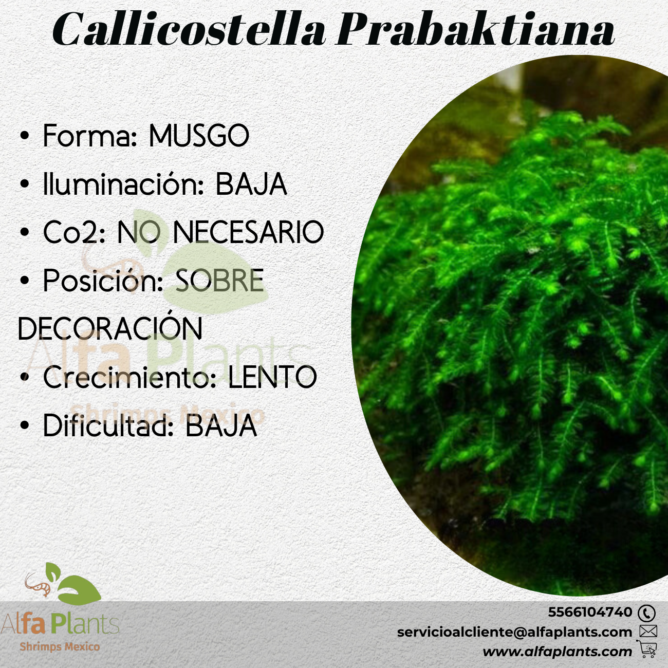 Callicostella Prabaktiana