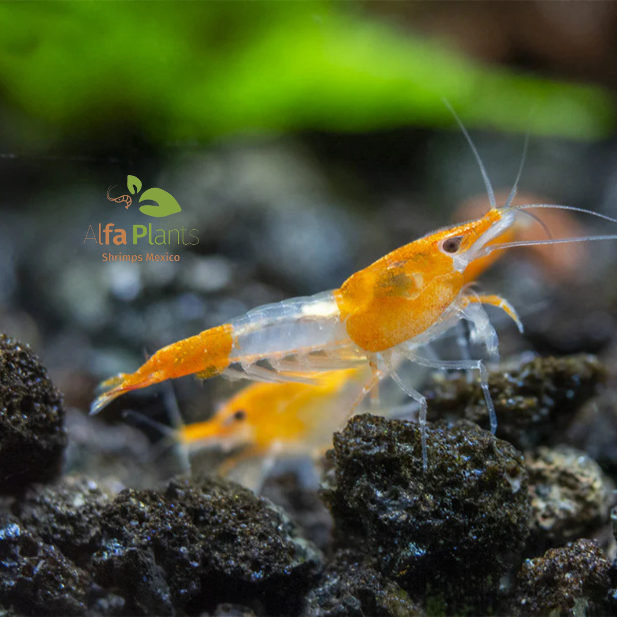 Neocaridina Orange Rili