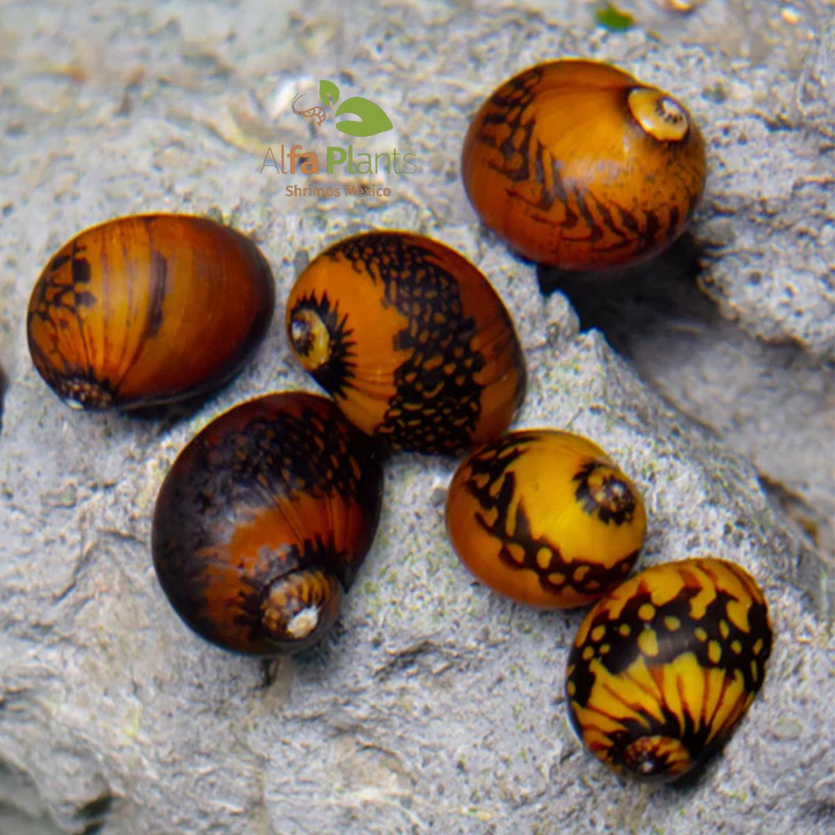 Caracol Neritina Batik