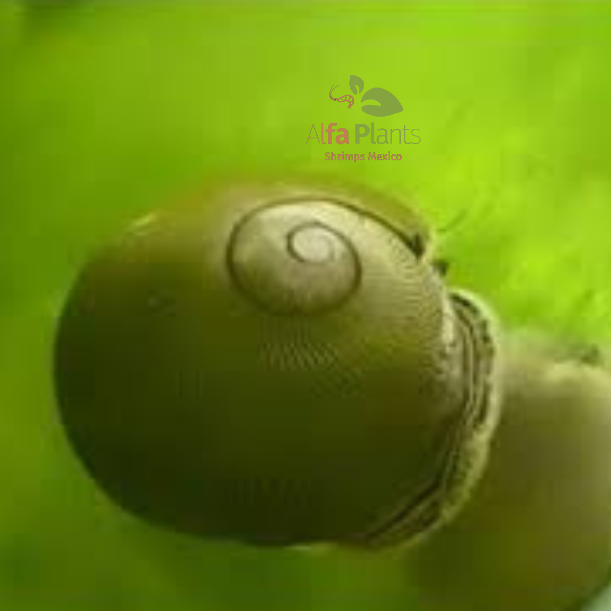 Caracol Neritina Olivo
