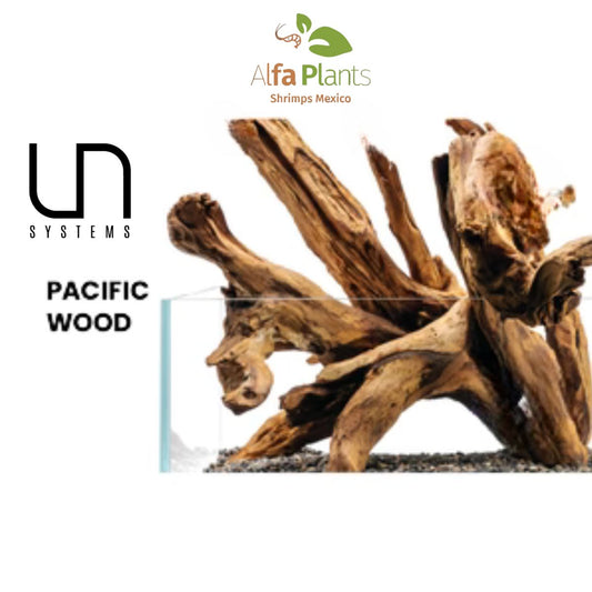 Pacific Driftwood