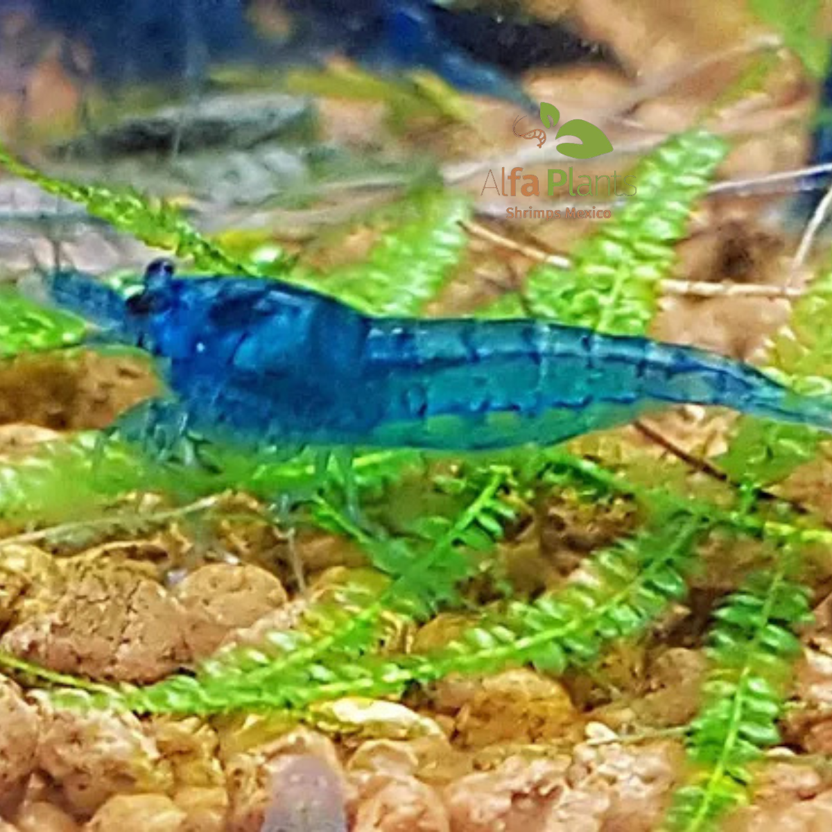 Neocaridina Blue Velvet
