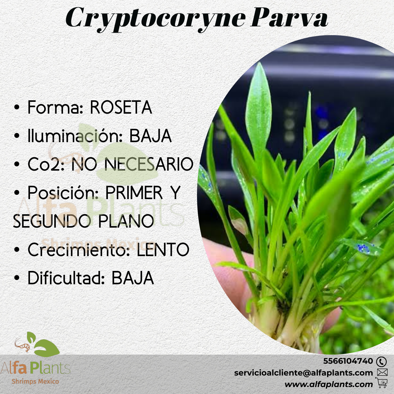 Cryptocoryne Parva