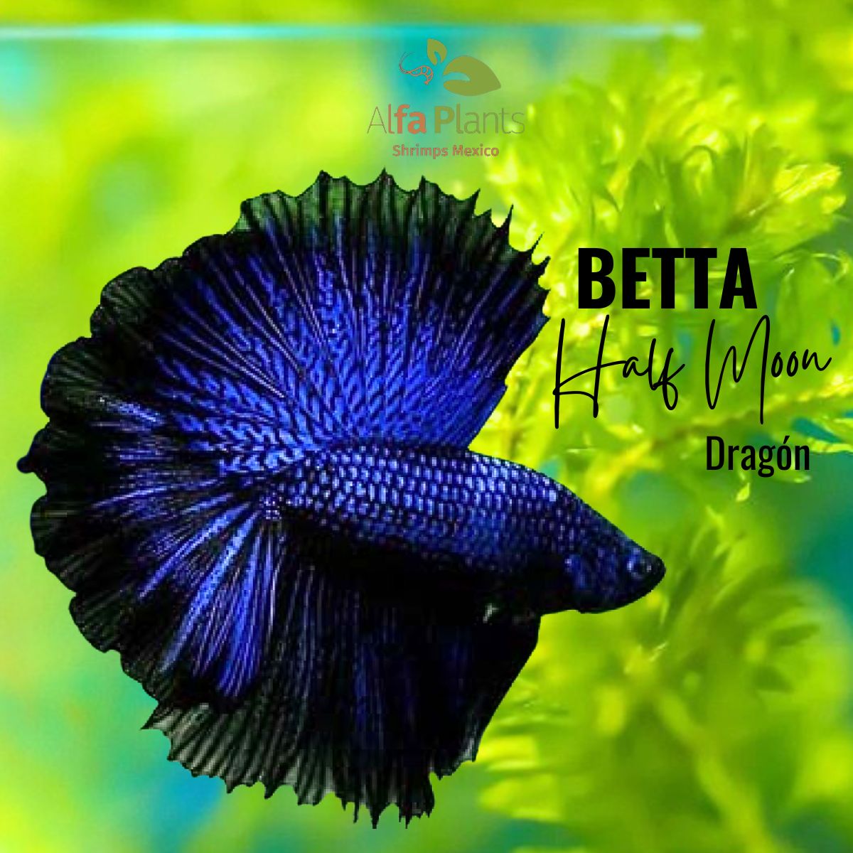 Pez Betta Half Moon Dragón