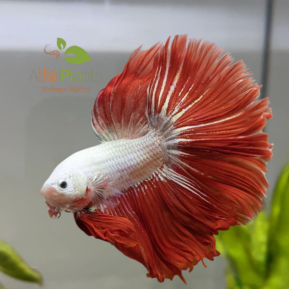 Pez Betta Half Moon Dragón
