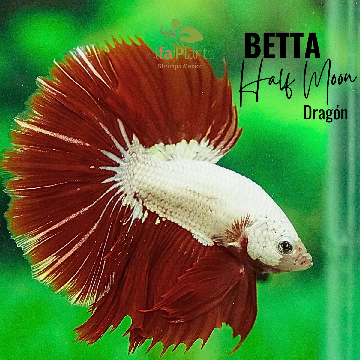 Pez Betta Half Moon Dragón