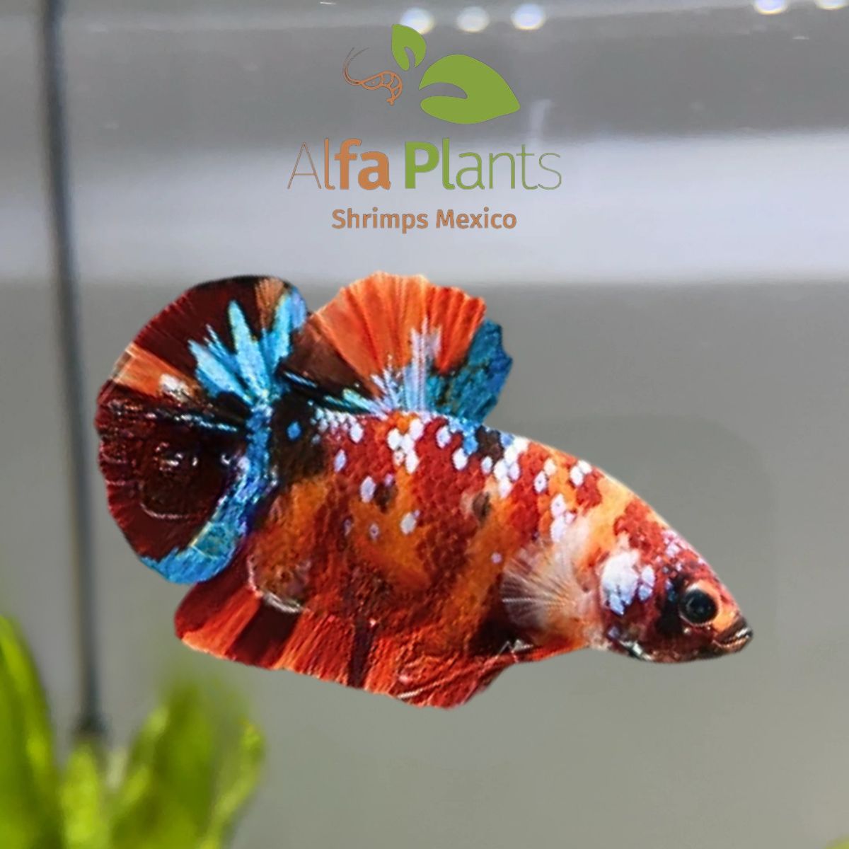 Pez Betta Koi Nemo