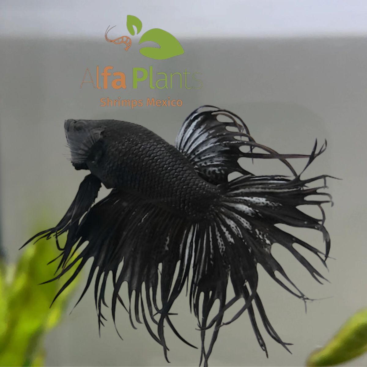 Pez Betta Orquídea Negro