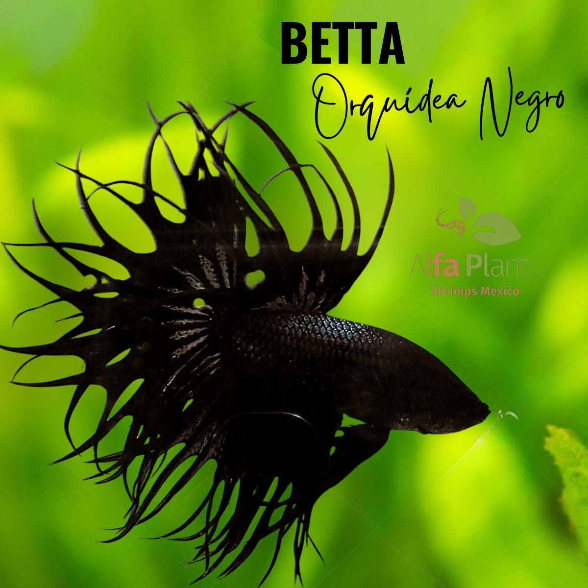 Pez Betta Orquídea Negro