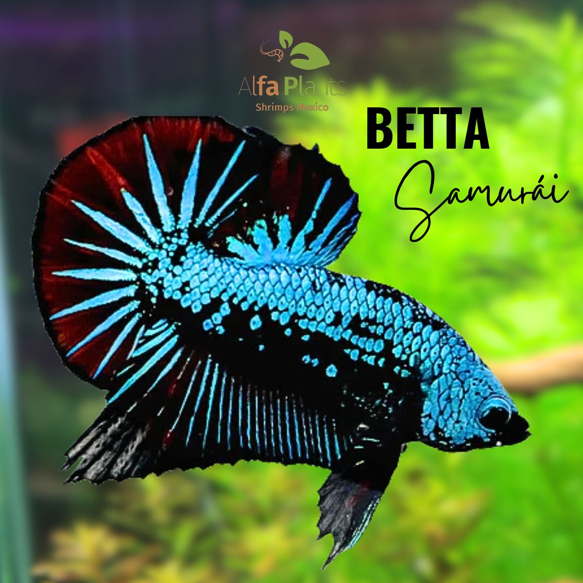 Pez Betta Samurái