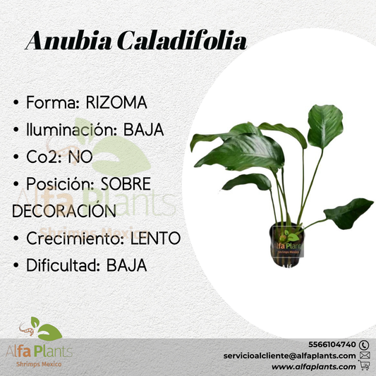 Anubias Caladifolia
