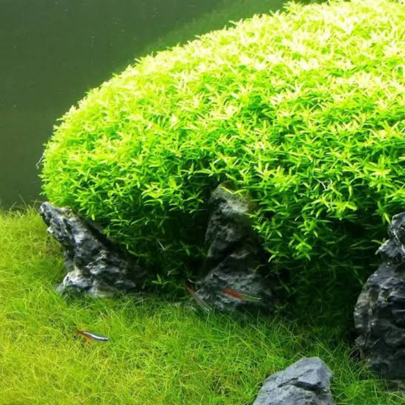 Micranthemum Micranthemoides