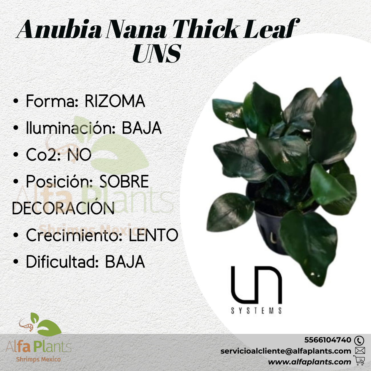 Anubia Nana Thick Leaf