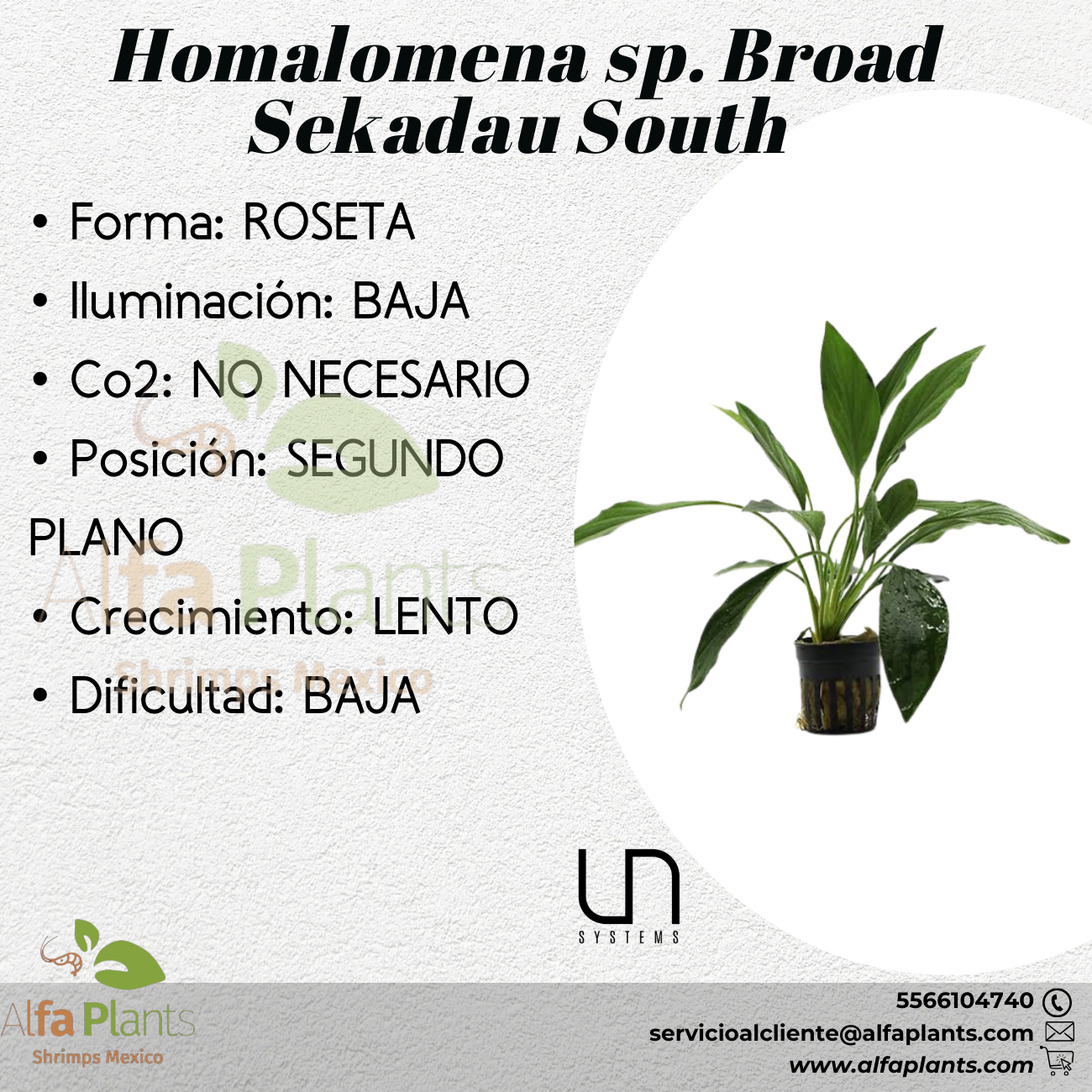 Homalomena Broad Sekadau South