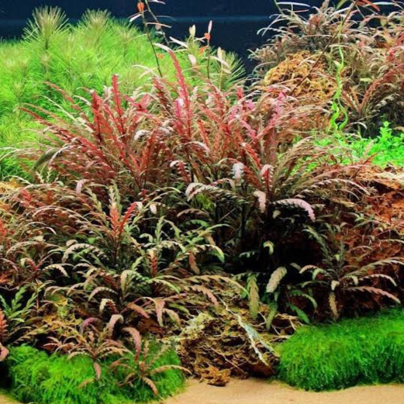 Hygrophila Pinnatifida