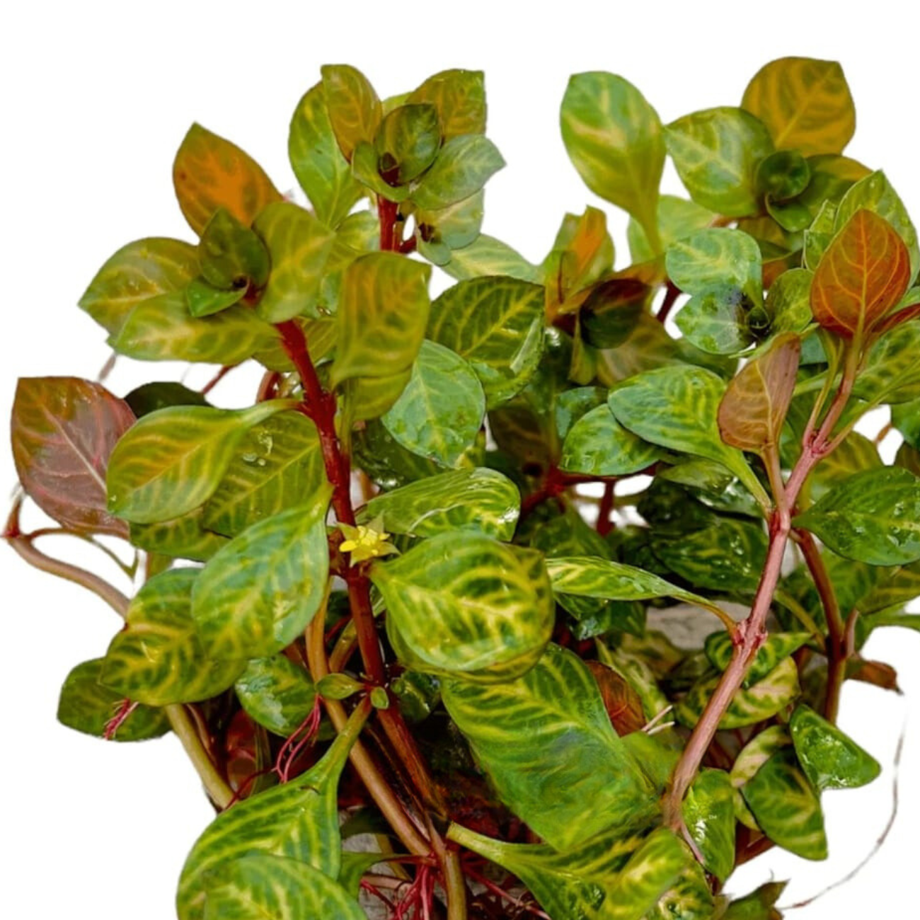 Ludwigia sp. Red Skeleton