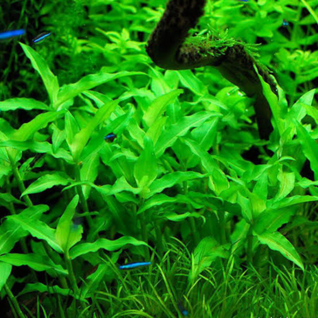 Flascopa Scandens
