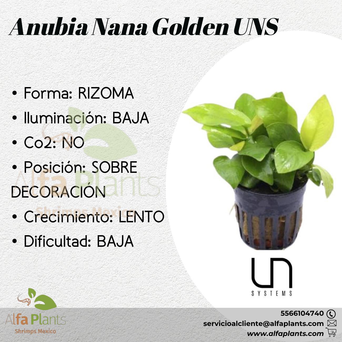 Anubia Nana Golden