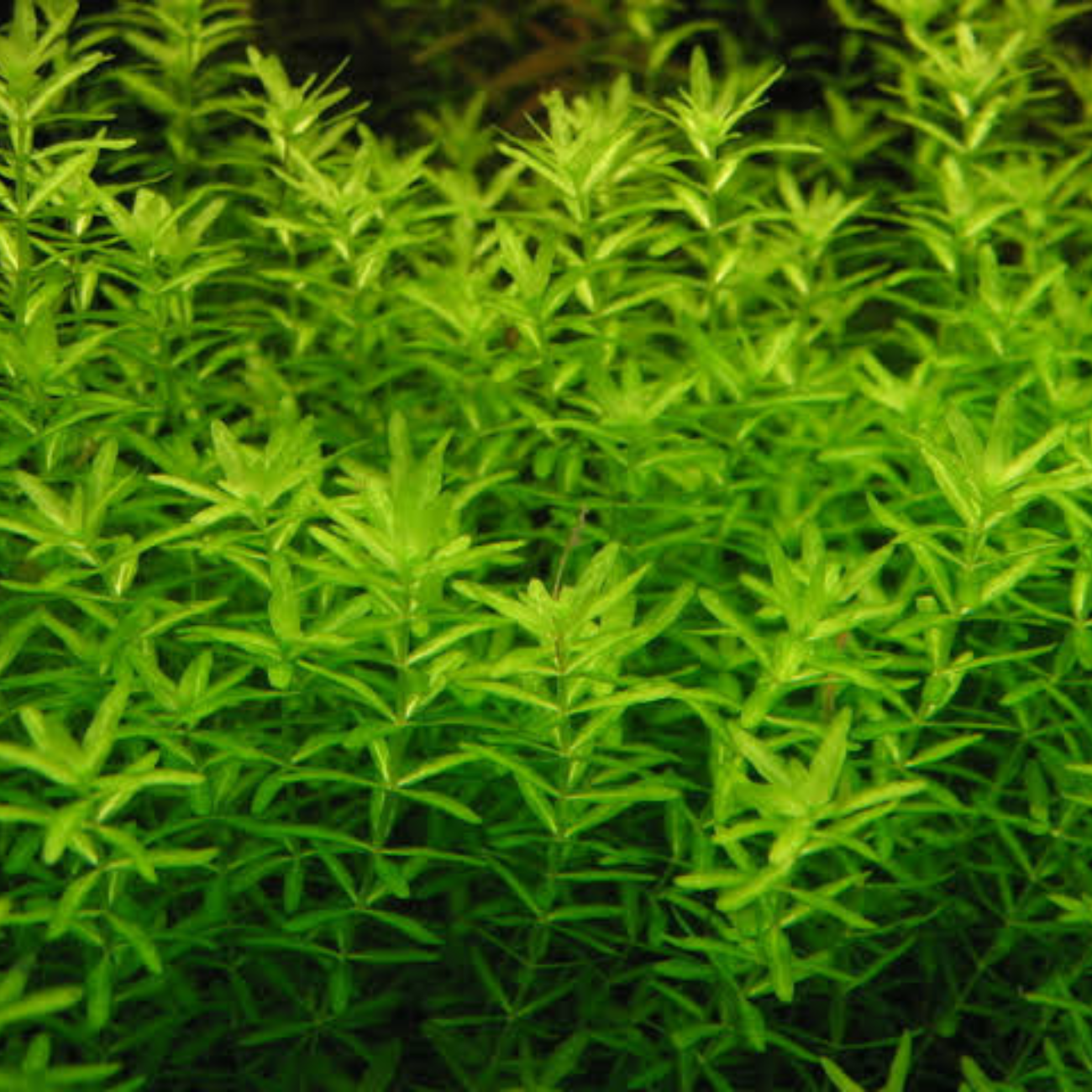 Micranthemum Micranthemoides
