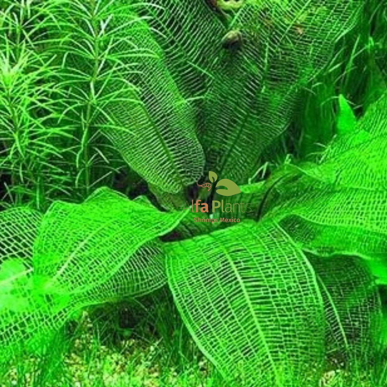 Aponogeton Madagascariensis