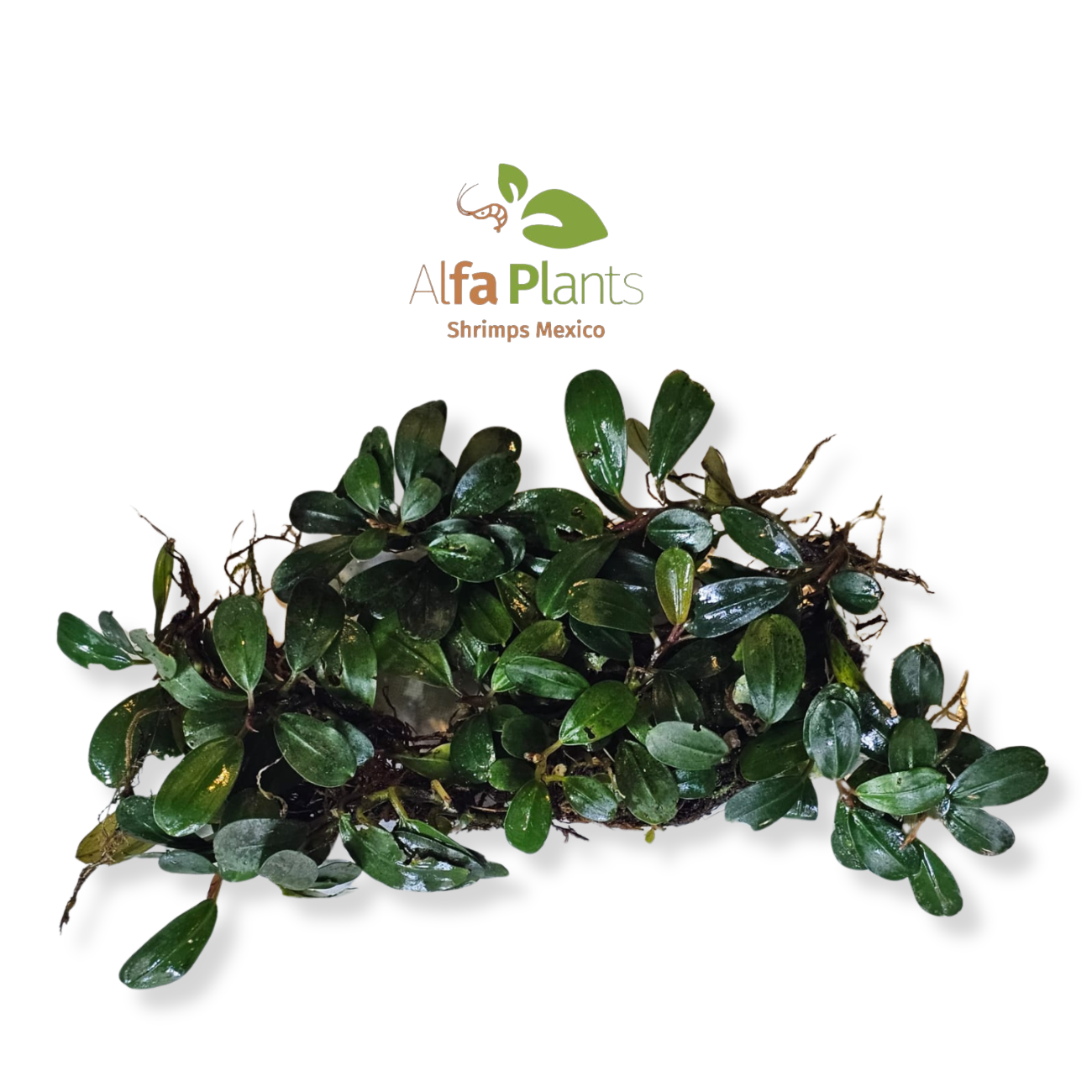 Bucephalandra Super Red
