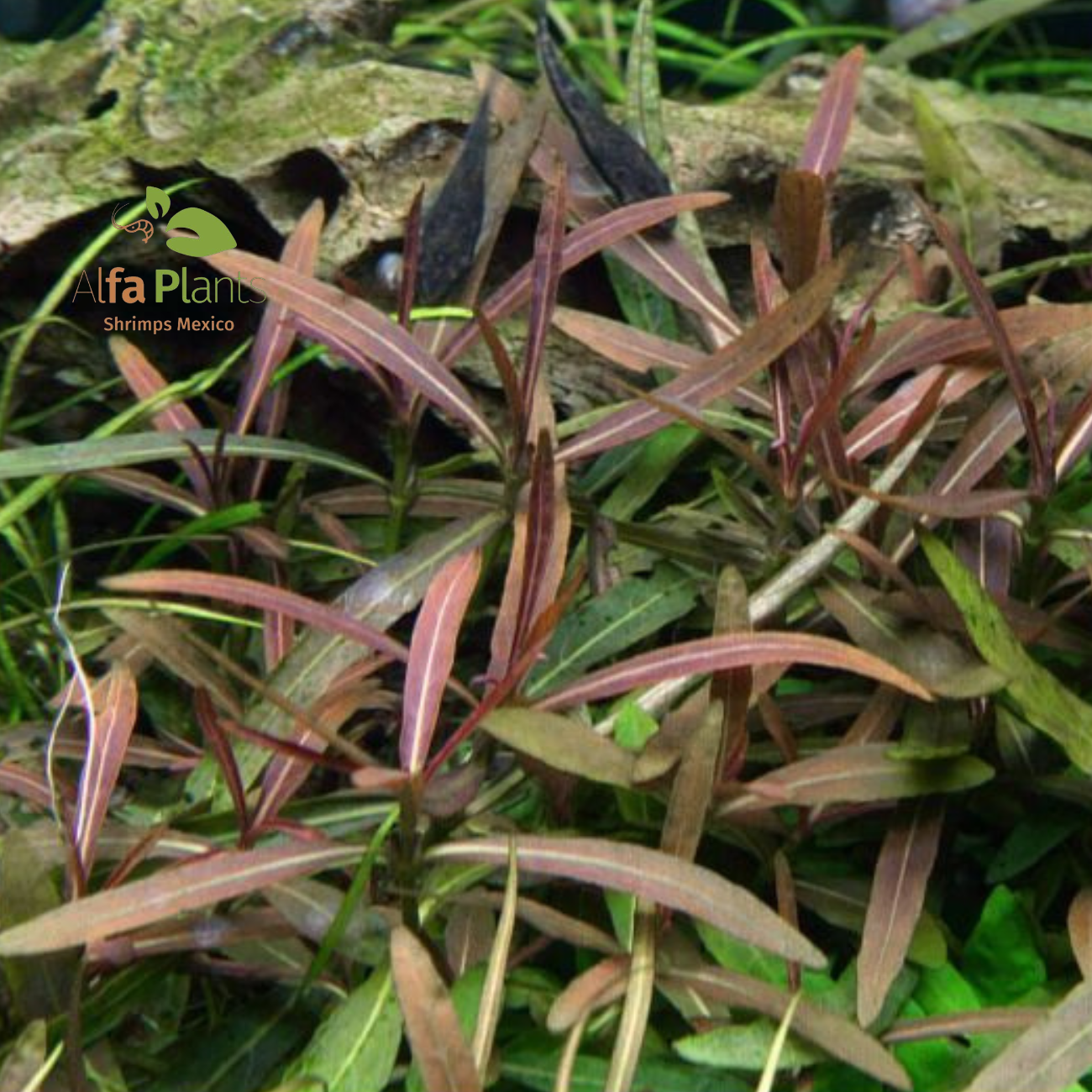Hygrophila Lancea sp. Araguaia