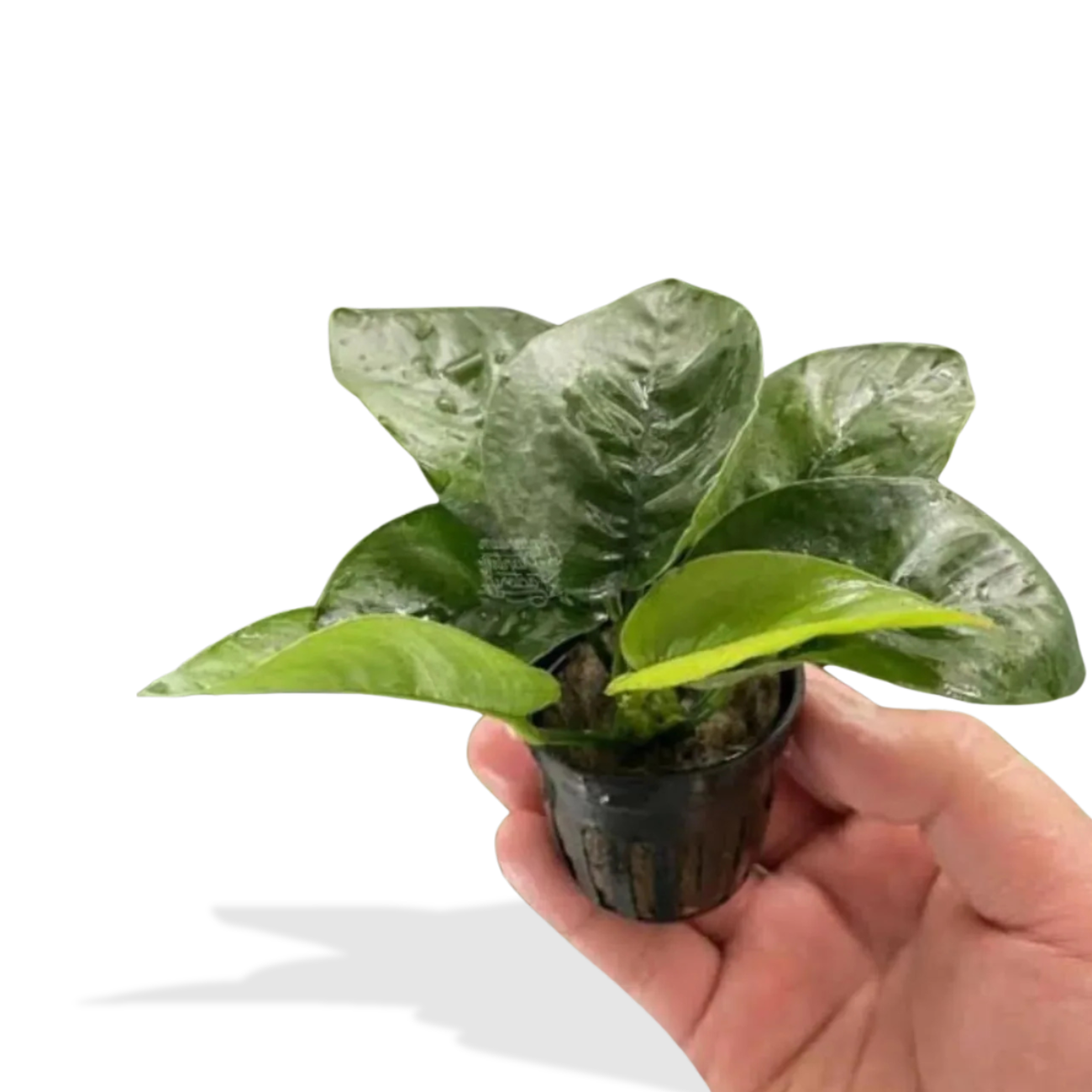 Anubias Butterfly
