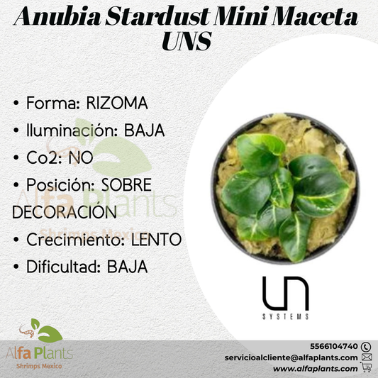 Anubias Stardust Mini
