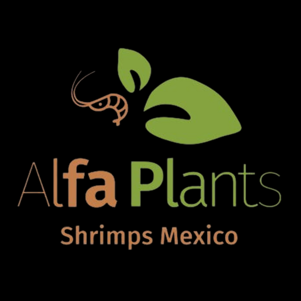 Alfa Plants Shrimps México