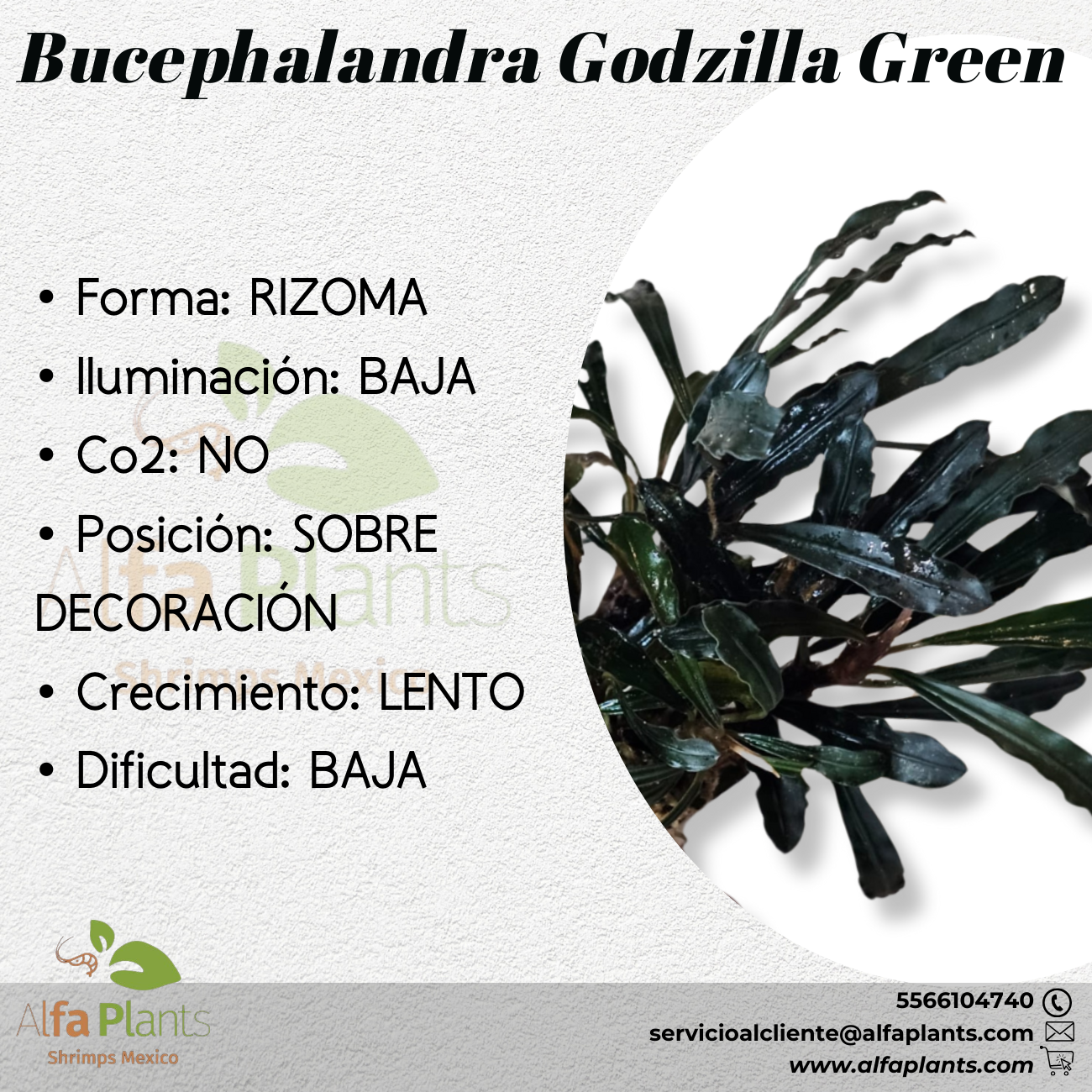 Bucephalandra Godzilla Green