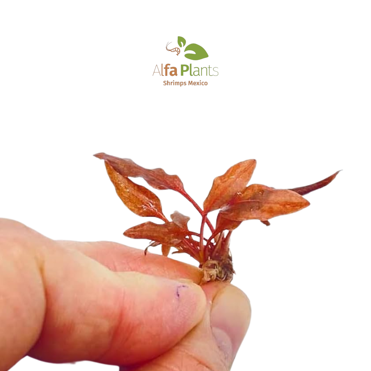 Cryptocoryne Wendttii var. Sindoor