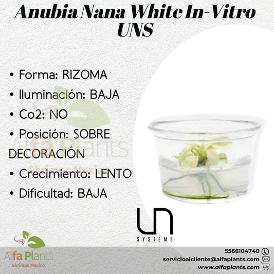 Anubias Nana White In-vitro