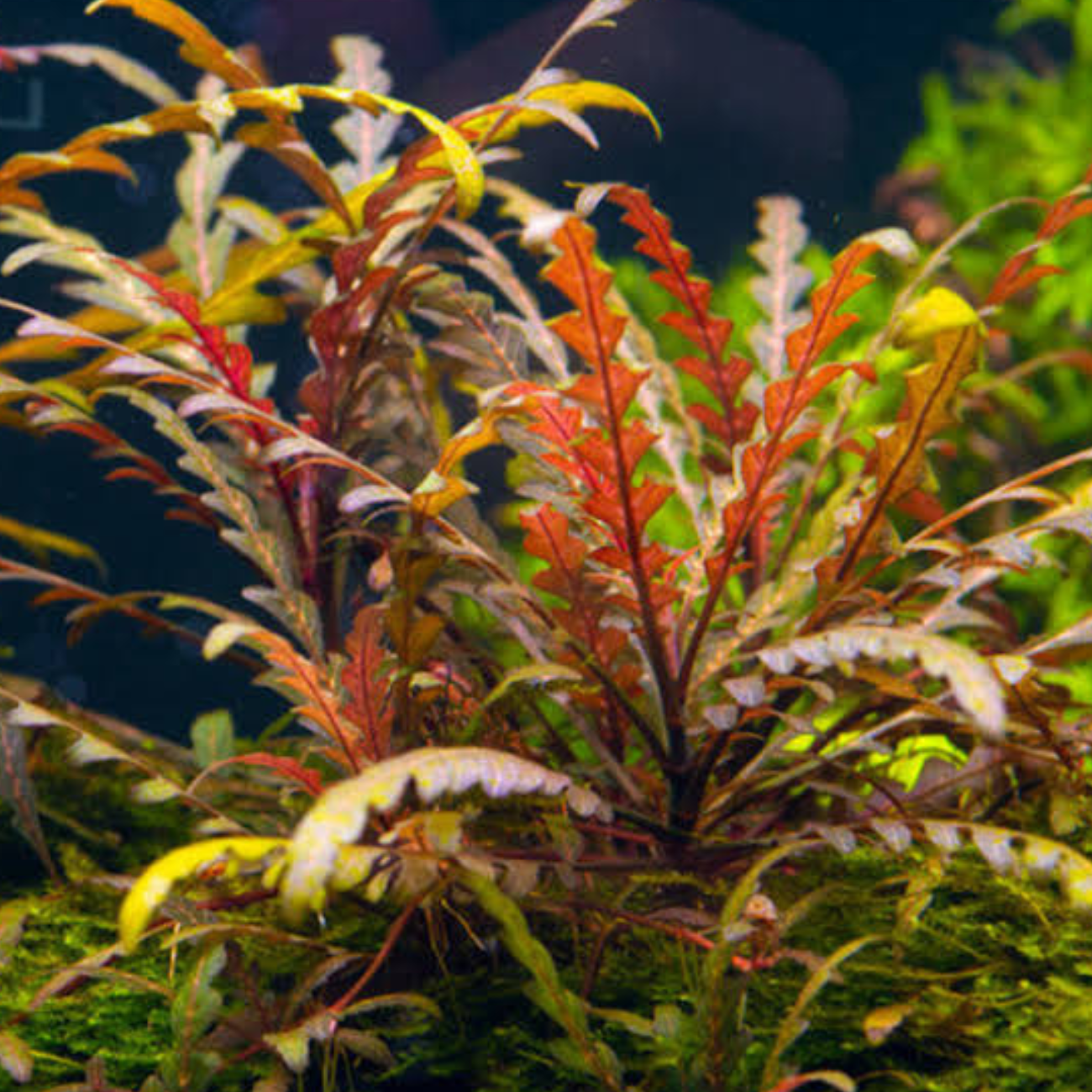 Hygrophila Pinnatifida