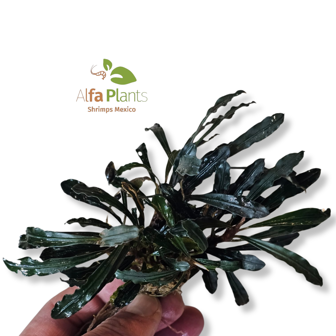 Bucephalandra Godzilla Green
