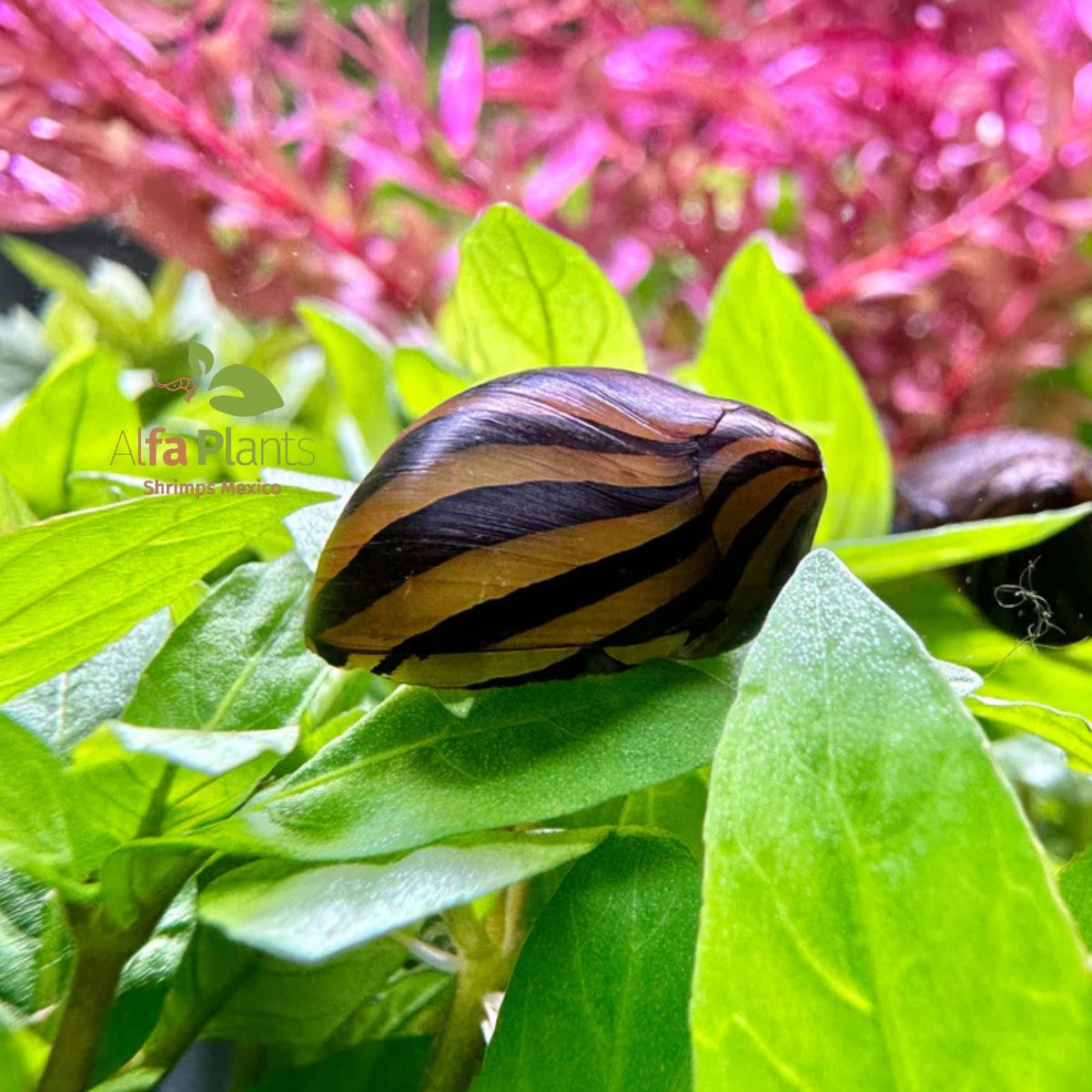 Caracol Neritina Cebra