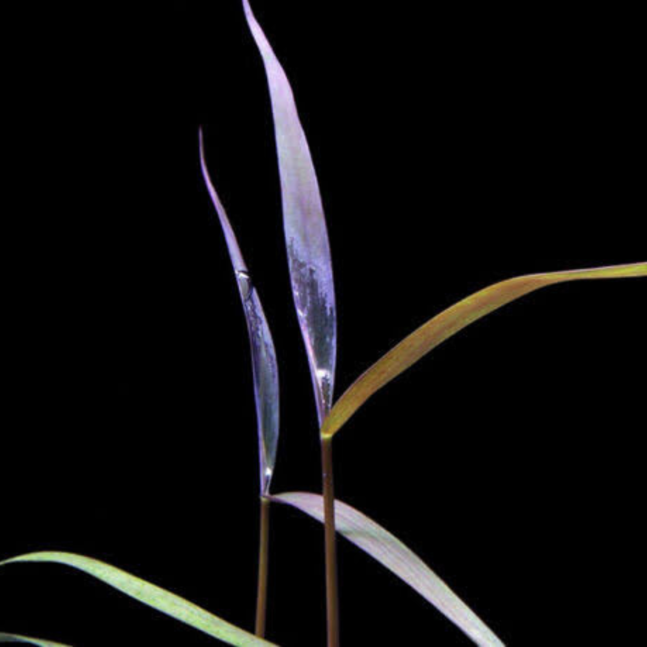 Poaceae sp. Purple Bamboo