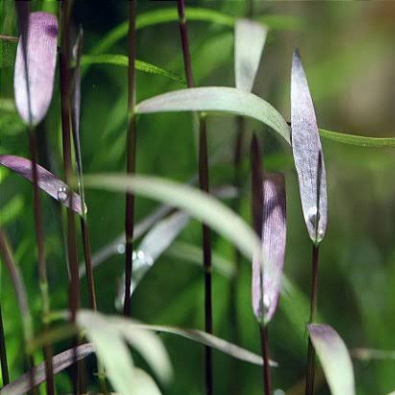 Poaceae sp. Purple Bamboo