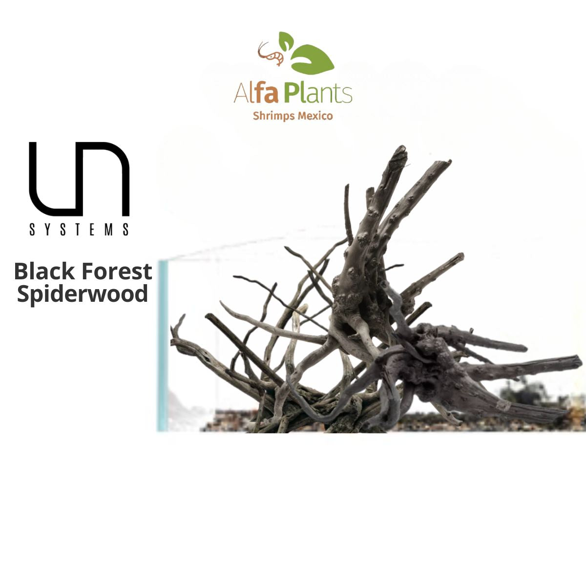 Black Forest Spiderwood