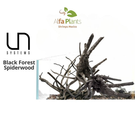 Black Forest Spiderwood