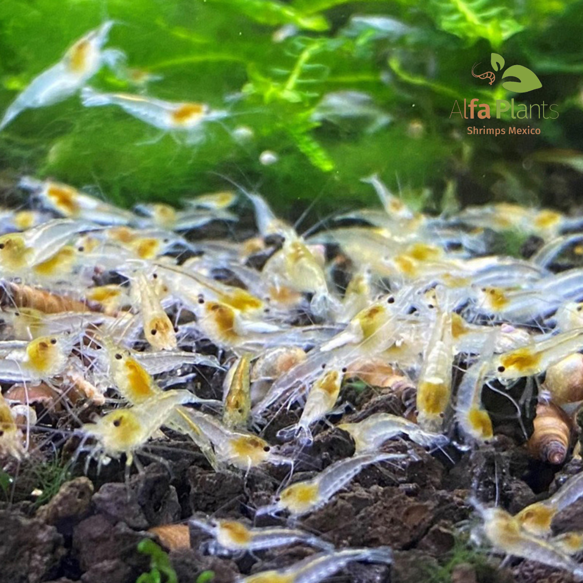 Neocaridina Snow Ball
