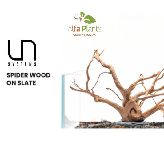 Spider Wood en Piedra