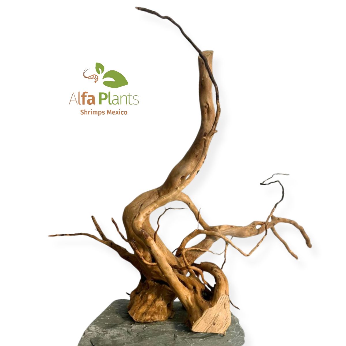 Spider Wood en Piedra
