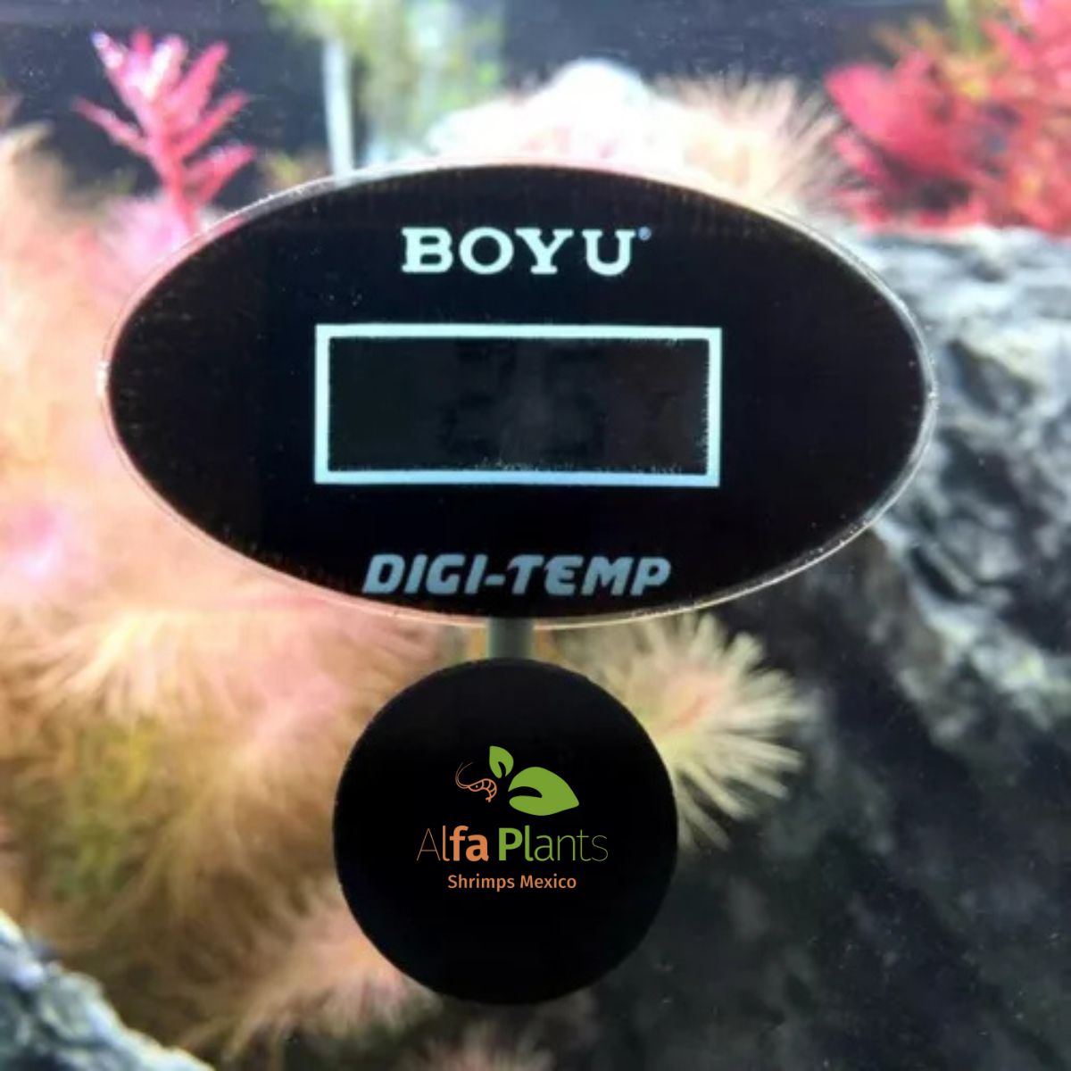 Termómetro digital Boyu
