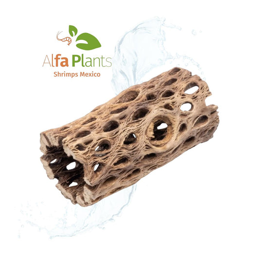 Cholla Wood