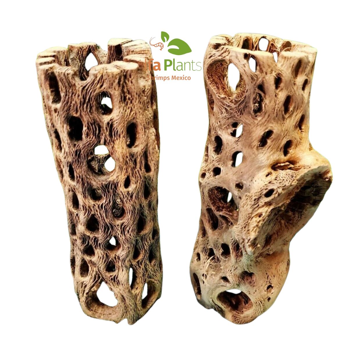 Cholla Wood