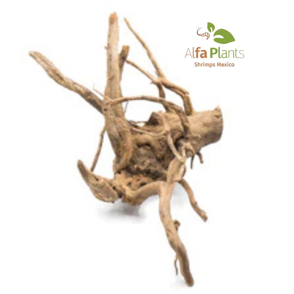 Spider Wood