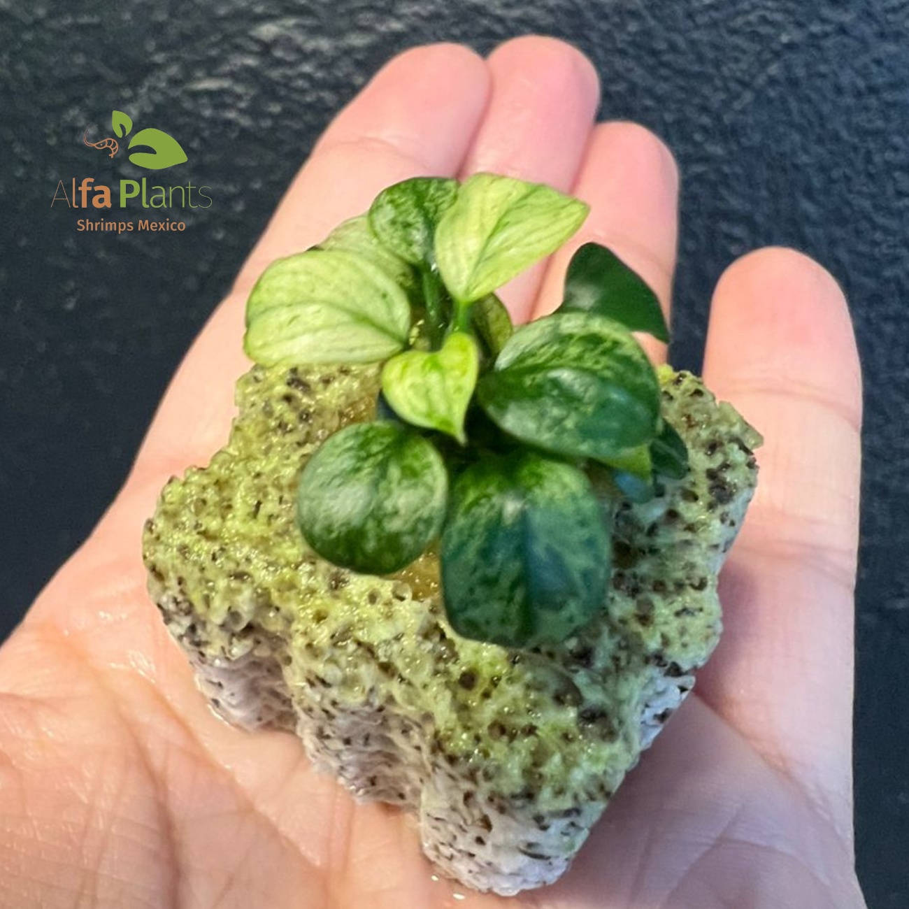 Anubia Nana Petite Pinto