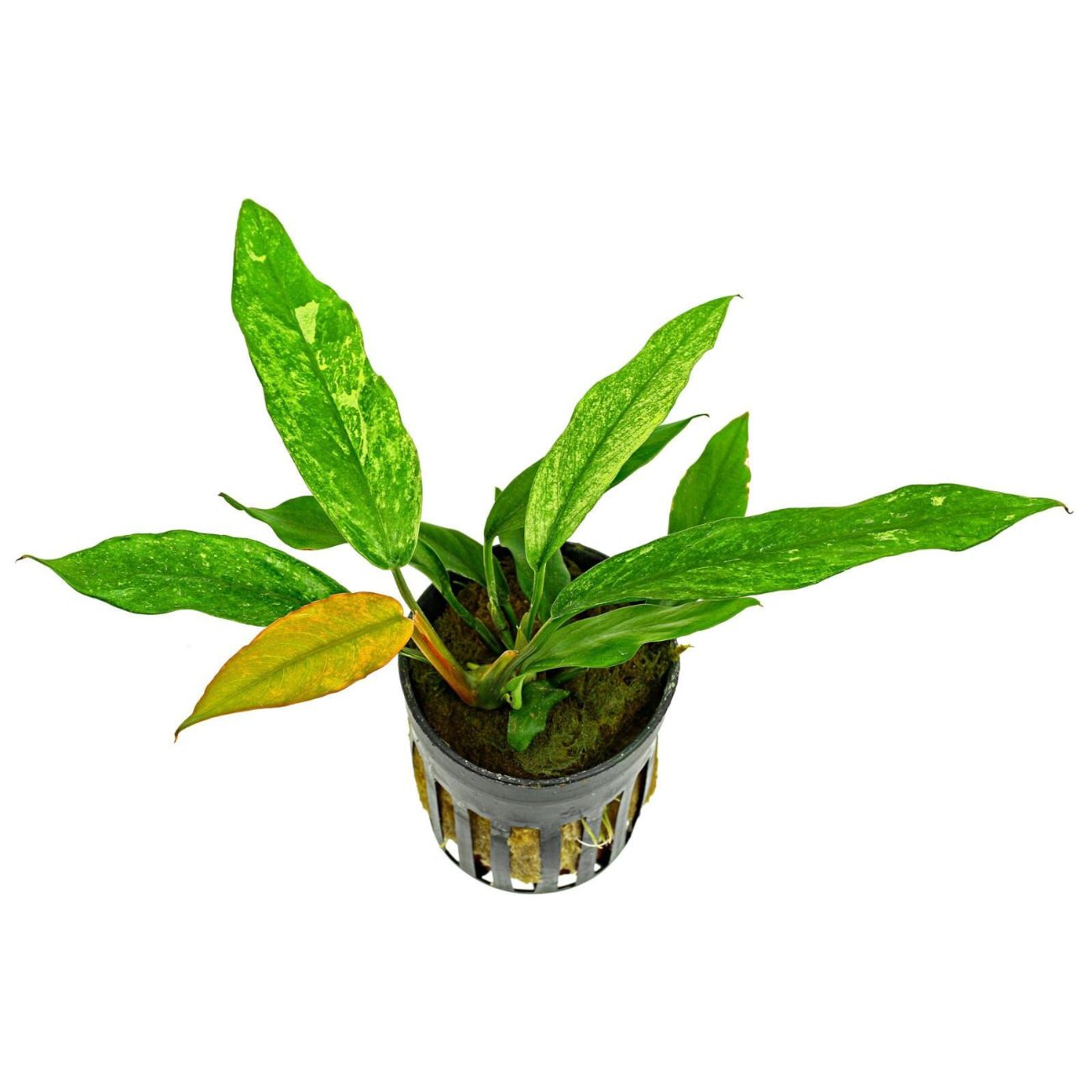 Anubias MInima Variegated